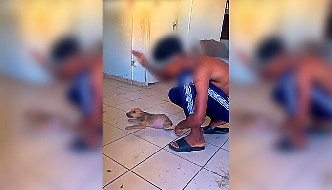 Des ados « s’amusent » à violenter un chiot dans une vidéo Snapchat, une plainte déposée par 30 Millions d’Amis