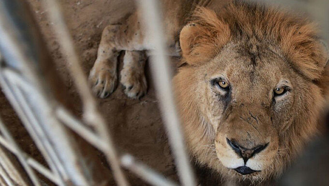 40 animaux sauvés du zoo-mouroir de Rafah en Palestine