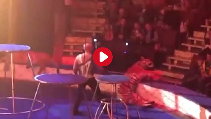 Cirque : un tigre s’effondre et convulse en pleine représentation