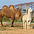 Un dromadaire et un lama sont pris en charge par la Fondation. © Fondation 30 Millions d'Amis