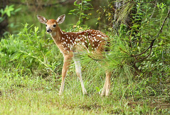 En période de naissances d’animaux, soyons vigilants en forêt !