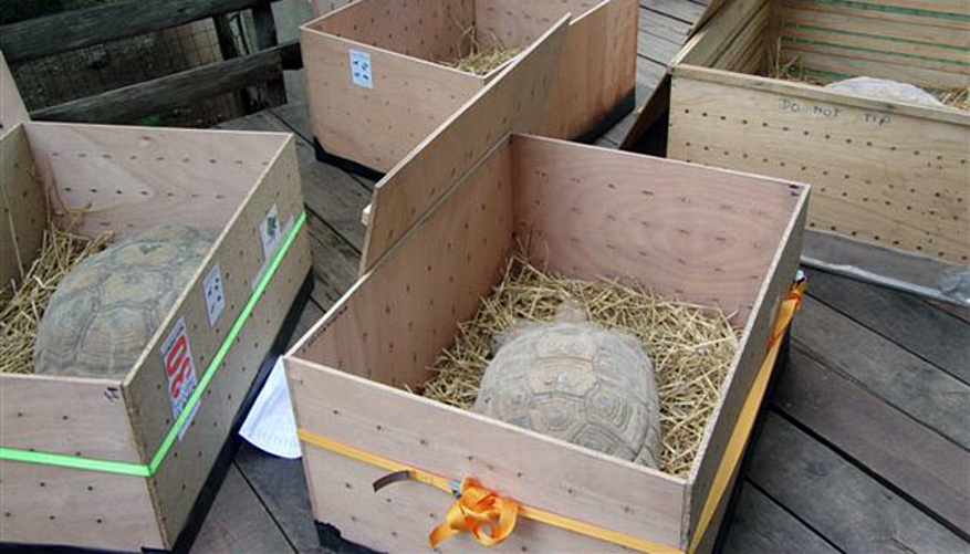 Les tortues sont chargées. © Village des Tortues