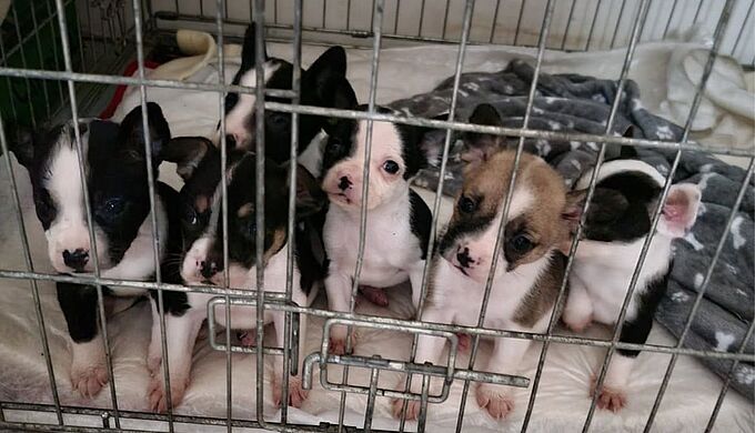 Ces chiots, qui vivaient dans l'insalubrité, ont été sauvés