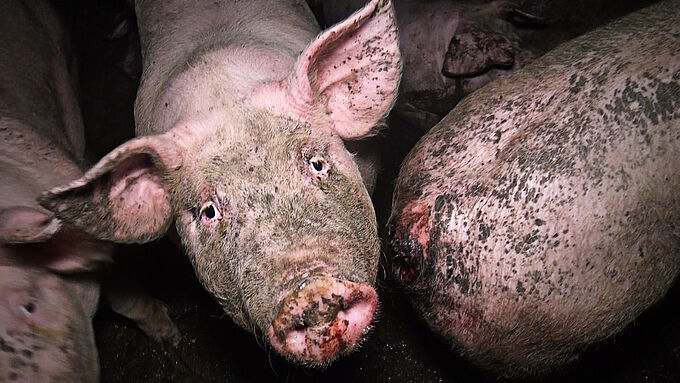 Maltraitance dans un élevage de porcs : la Fondation partie civile