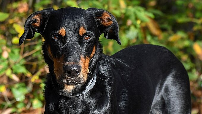Chien tué d’une balle dans la tête : le propriétaire condamné à 18 mois de prison ferme