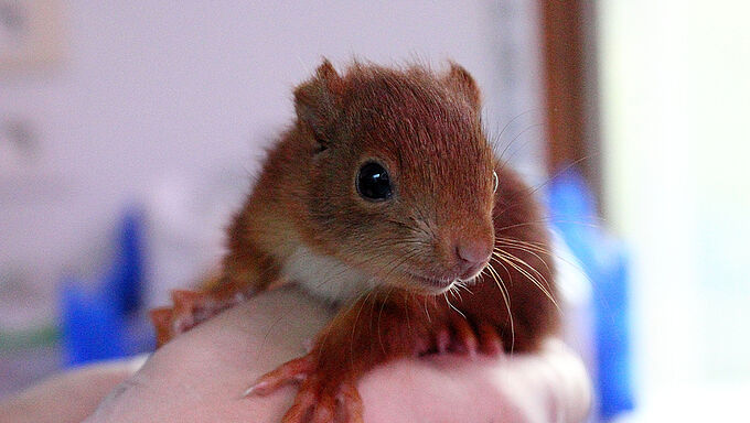 Un dispositif astucieux pour réchauffer les animaux sauvages en détresse