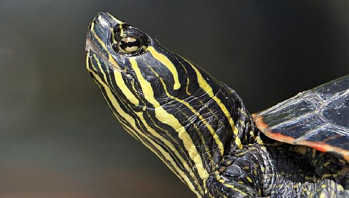 Les tortues de plus en plus victimes d’abandon
