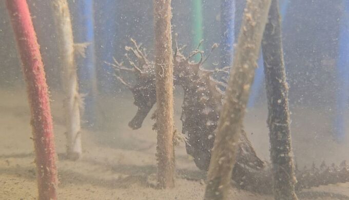 Un abri pour hippocampes dans le port du Bassin d’Arcachon : le « Oui, mais » des scientifiques