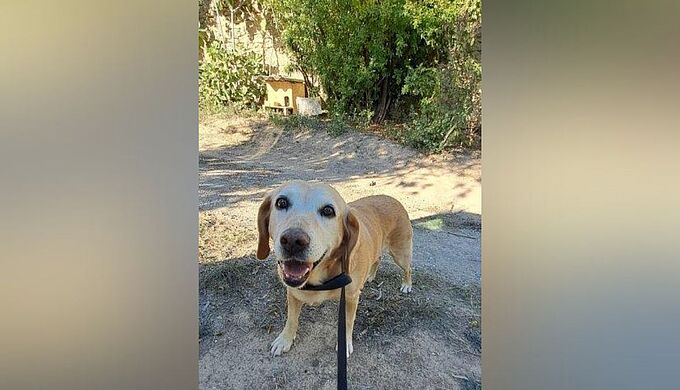 Cette chienne, livrée à elle-même sans eau ni nourriture, a été sauvée