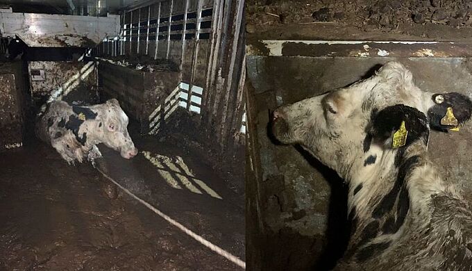 À la frontière turque, 69 vaches ont souffert dans des conditions désastreuses