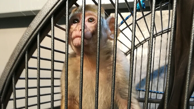 Encore un bébé magot sauvé en banlieue parisienne !