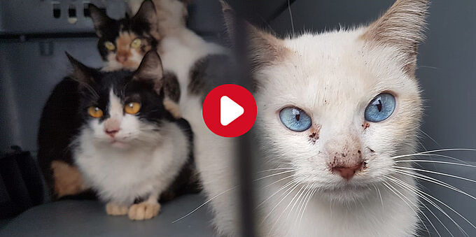 35 chats sauvés d'un appartement insalubre