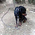 La chienne rottweiler était très apeurée lors de son sauvetage. © Fondation 30 Millions d'Amis