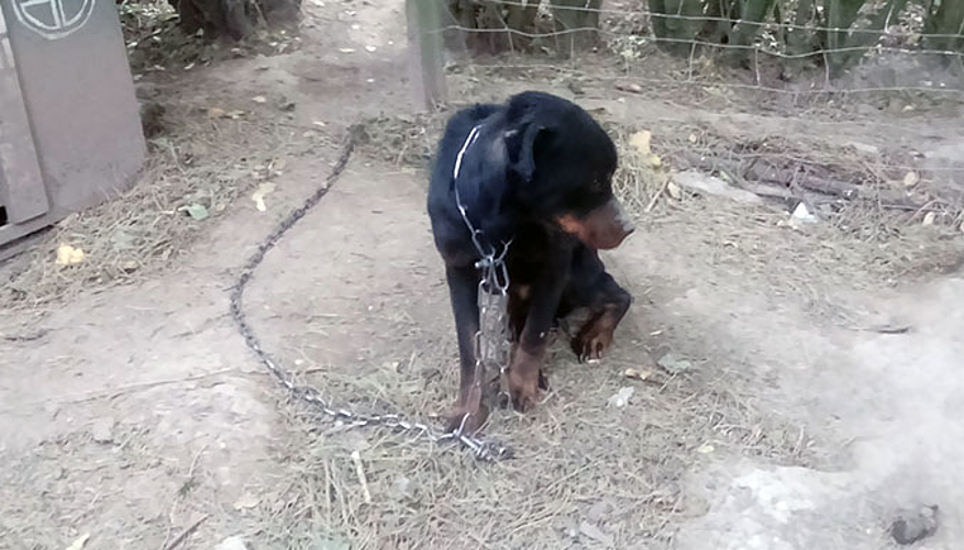 La chienne rottweiler était très apeurée lors de son sauvetage. © Fondation 30 Millions d'Amis