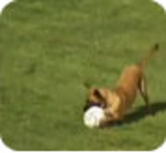 Un chien brésilien montre ses talents de footballeur