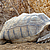 4 grosses tortues "centrochelys sulcata" partent au Sénégal. © Village des Tortues de Gonfaron