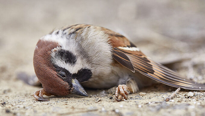 Hécatombe pour des millions d’oiseaux empoisonnés par les plombs de chasse