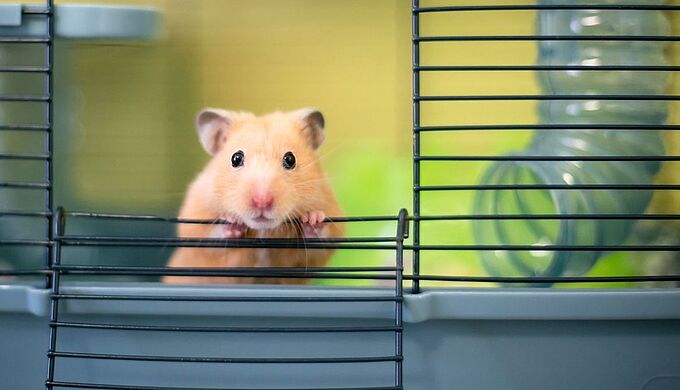 Hamster jeté par la fenêtre : les adolescentes (très faiblement) condamnées