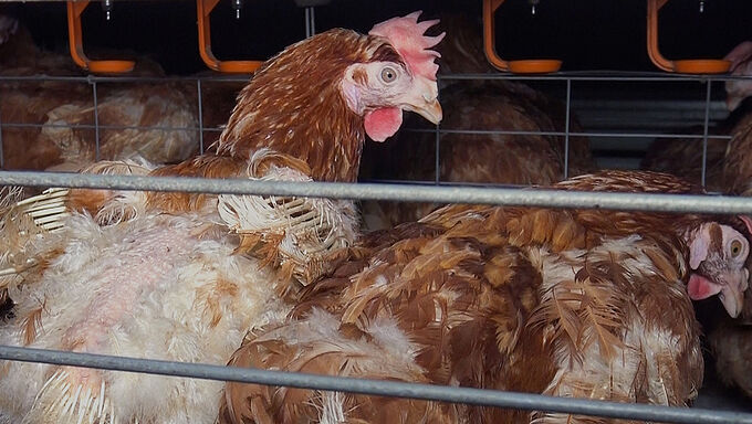 Inadmissible recul du ministre de l’Agriculture sur la fin de l’élevage des poules en cages