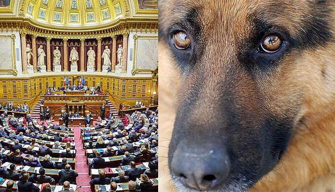 PPL Animaux : la Fondation 30 Millions d’Amis demande aux sénateurs d’agir pour le bien-être animal !