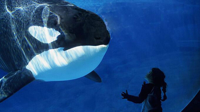 Dans les profondeurs du business des parcs aquatiques, le film Blackfish 2 poursuit le combat