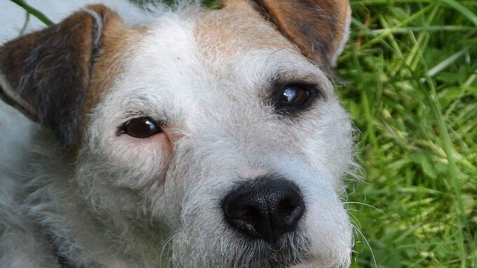 Incertitudes autour du sort du chien Billy, coincé dans une canalisation