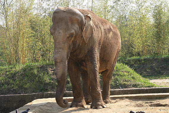 Deux éléphants menacés d’euthanasie, la Fondation dénonce un véritable scandale