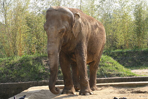 Deux éléphants menacés d’euthanasie, la Fondation dénonce un véritable scandale