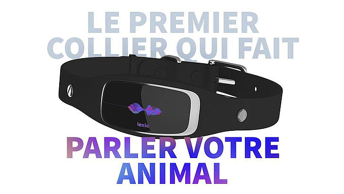 Cet objet fait « parler les animaux perdus » : une invention miracle contre un vrai fléau ?