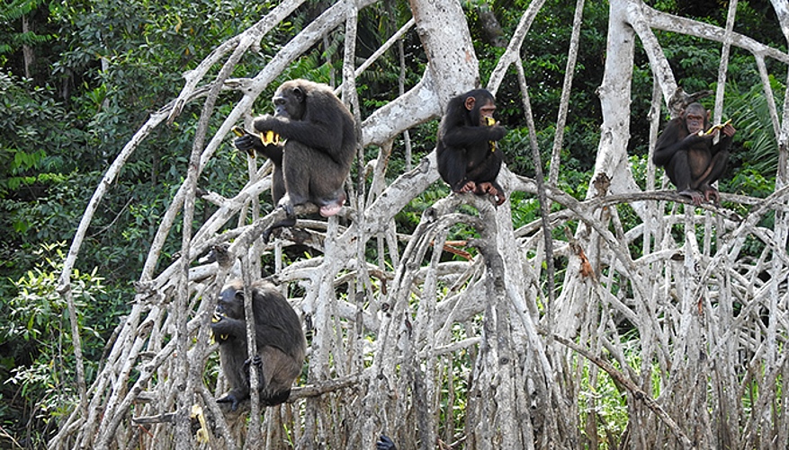 22 chimpanzés sont nourris sur les îles de Conkouati. © Help Congo