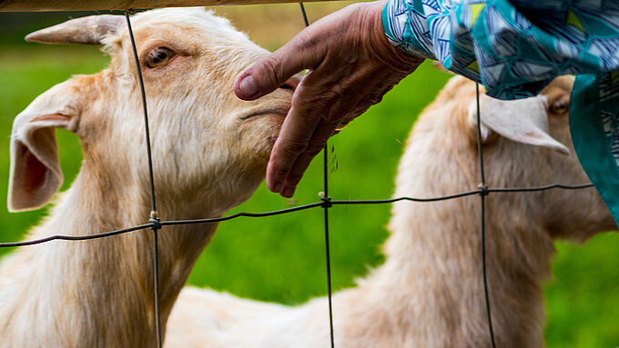 Inquiétante série de vols et actes de cruauté dans des fermes pédagogiques