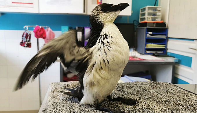 Blessé par un filet de pêche sur la côte landaise, ce pingouin a pu être secouru. Découvrez son histoire