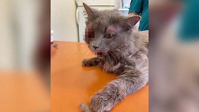 Strasbourg : 6 mois de prison pour avoir passé son chat à tabac
