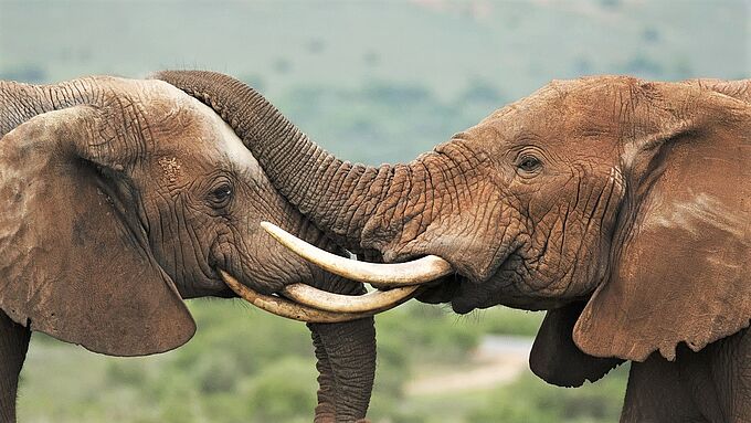 Au Kenya, la lutte contre le braconnage porte ses fruits et les éléphants en profitent. Partagez l'info !
