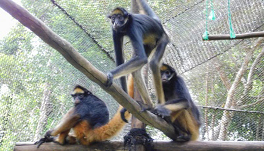 Ces singes belzebuth sont en enclos pour le moment. © Ikamapérou