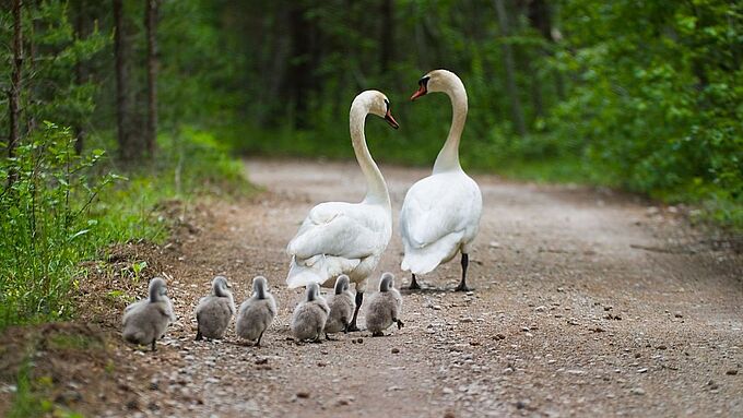 3 ados américains arrêtés pour avoir volé, tué et mangé un cygne