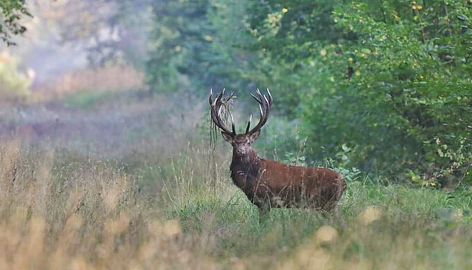 Deux grands cerfs emblématiques de l’Oise tués pour des trophées. Exprimez votre indignation !