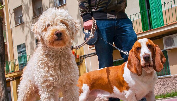 Un député relance l’idée d’un permis de détention d’un animal