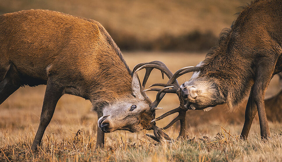 Chasse : un cerf traqué et abattu en pleine ville : r/france