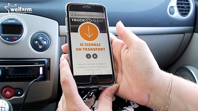 Avec l'appli TRUCKalert, lancez l'alerte sur les camions transportant des animaux vers l'abattoir par forte chaleur