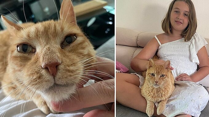 8 ans après sa disparition, le chat Yoda retrouve sa famille !