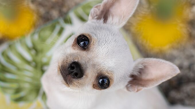 La Fondation 30 Millions d’Amis aide à sauver 3 chihuahuas délaissés en pleine chaleur