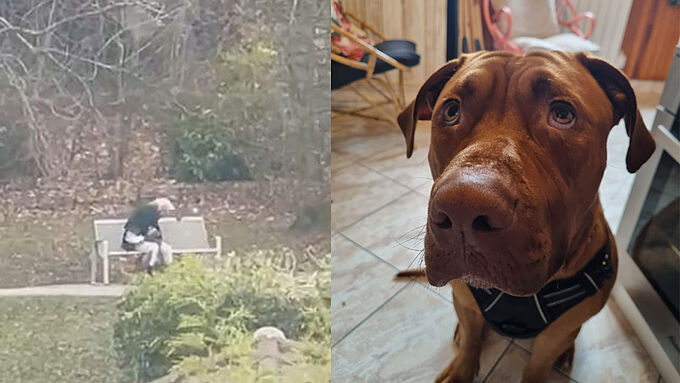 L’individu filmé en train de tabasser son chien dans un parc interpellé grâce à une riveraine