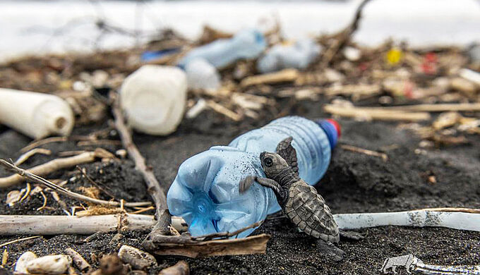 Le danger de la pollution plastique sur la faune sauvage n’est pas un cliché !