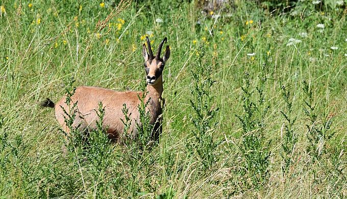 Doubs : les associations en colère contre l’autorisation d’abattage de près de 500 chamois 