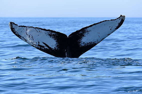 Chasse à la baleine en Antarctique