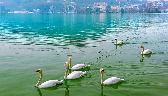 Les cygnes pourraient disparaître sur le lac d’Annecy