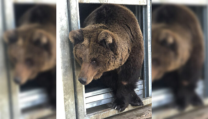 Un ours brun ukrainien maltraité trouve refuge aux Pays-Bas