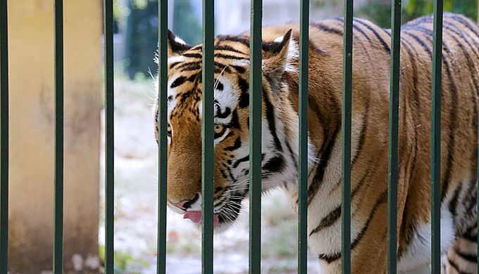 Malgré nos révélations accablantes sur Vantara, un vote décevant à la CITES