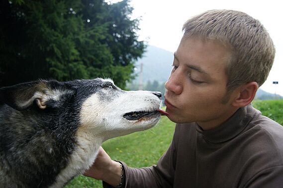 Adoption des chiens âgés : bilan en hausse